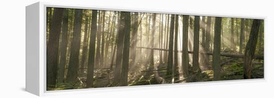 Morning Light and Fog Amidst an Old Growth Cedar Forest.  Glacier National Park, Montana.-Steven Gnam-Framed Premier Image Canvas