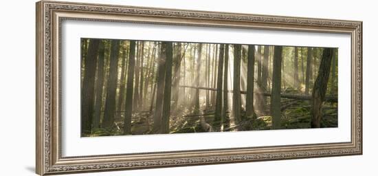 Morning Light and Fog Amidst an Old Growth Cedar Forest.  Glacier National Park, Montana.-Steven Gnam-Framed Photographic Print