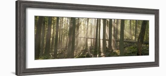 Morning Light and Fog Amidst an Old Growth Cedar Forest.  Glacier National Park, Montana.-Steven Gnam-Framed Photographic Print