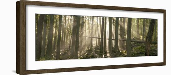 Morning Light and Fog Amidst an Old Growth Cedar Forest.  Glacier National Park, Montana.-Steven Gnam-Framed Photographic Print