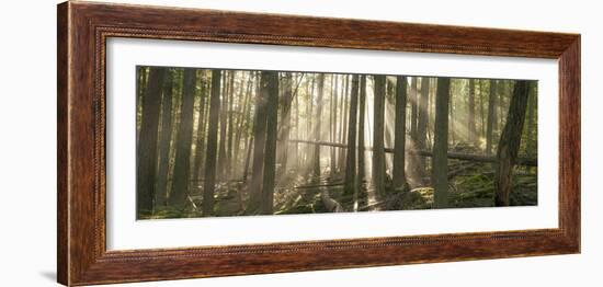 Morning Light and Fog Amidst an Old Growth Cedar Forest.  Glacier National Park, Montana.-Steven Gnam-Framed Photographic Print