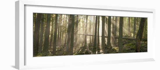 Morning Light and Fog Amidst an Old Growth Cedar Forest.  Glacier National Park, Montana.-Steven Gnam-Framed Photographic Print