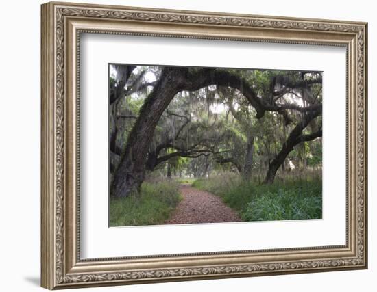 Morning Light Illuminating the Moss Covered Oak Trees in Florida-Sheila Haddad-Framed Photographic Print