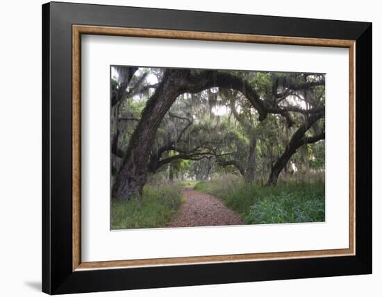 Morning Light Illuminating the Moss Covered Oak Trees in Florida-Sheila Haddad-Framed Photographic Print