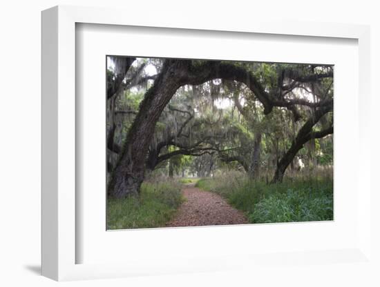 Morning Light Illuminating the Moss Covered Oak Trees in Florida-Sheila Haddad-Framed Photographic Print