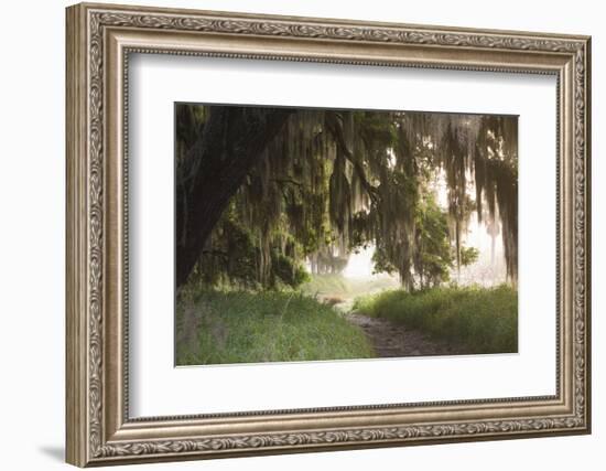 Morning Light Illuminating the Moss Covered Oak Trees in Florida-Sheila Haddad-Framed Photographic Print