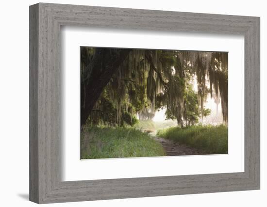 Morning Light Illuminating the Moss Covered Oak Trees in Florida-Sheila Haddad-Framed Photographic Print