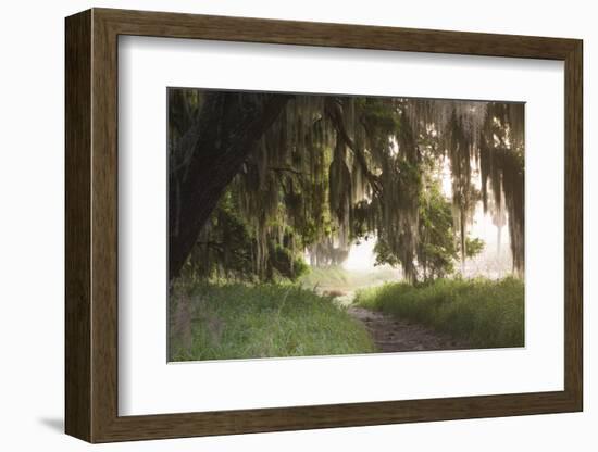 Morning Light Illuminating the Moss Covered Oak Trees in Florida-Sheila Haddad-Framed Photographic Print