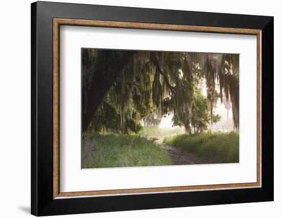 Morning Light Illuminating the Moss Covered Oak Trees in Florida-Sheila Haddad-Framed Photographic Print