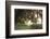 Morning Light Illuminating the Moss Covered Oak Trees in Florida-Sheila Haddad-Framed Photographic Print