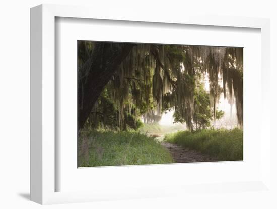 Morning Light Illuminating the Moss Covered Oak Trees in Florida-Sheila Haddad-Framed Photographic Print