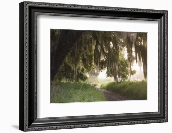 Morning Light Illuminating the Moss Covered Oak Trees in Florida-Sheila Haddad-Framed Photographic Print