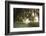 Morning Light Illuminating the Moss Covered Oak Trees in Florida-Sheila Haddad-Framed Photographic Print