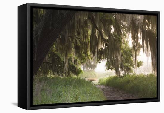 Morning Light Illuminating the Moss Covered Oak Trees in Florida-Sheila Haddad-Framed Premier Image Canvas