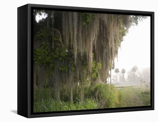 Morning Light Illuminating the Moss Covered Oak Trees in Florida-Sheila Haddad-Framed Premier Image Canvas