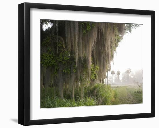 Morning Light Illuminating the Moss Covered Oak Trees in Florida-Sheila Haddad-Framed Photographic Print