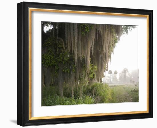 Morning Light Illuminating the Moss Covered Oak Trees in Florida-Sheila Haddad-Framed Photographic Print