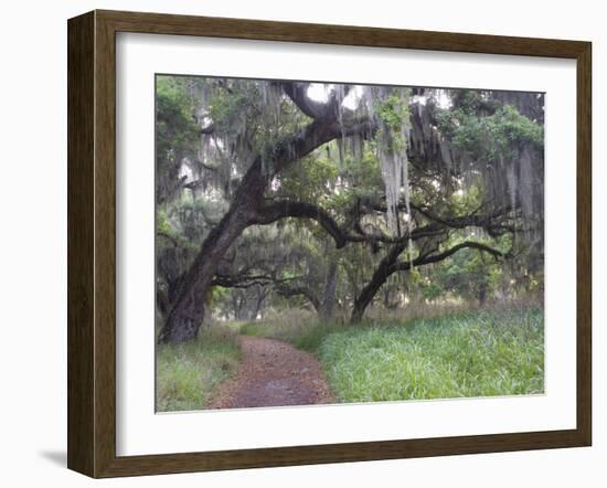 Morning Light Illuminating the Moss Covered Oak Trees in Florida-Sheila Haddad-Framed Photographic Print