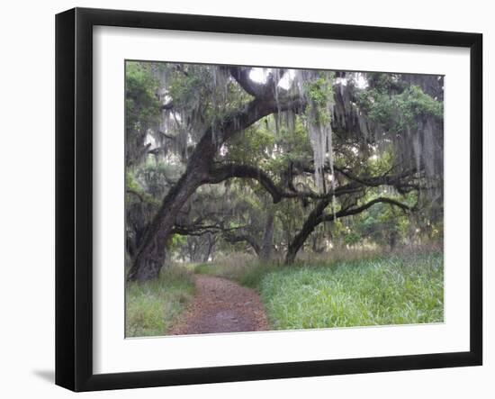 Morning Light Illuminating the Moss Covered Oak Trees in Florida-Sheila Haddad-Framed Photographic Print