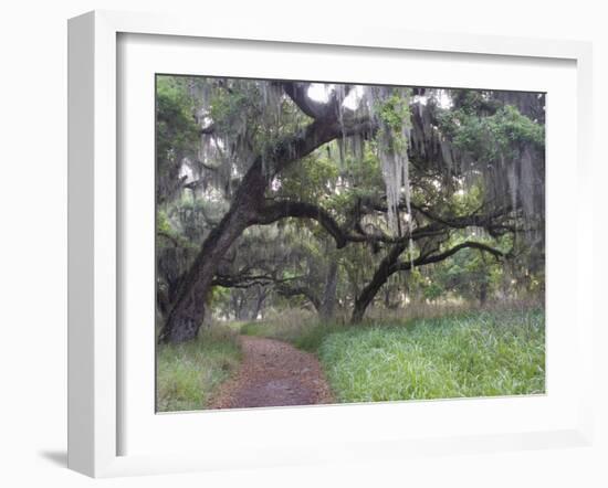 Morning Light Illuminating the Moss Covered Oak Trees in Florida-Sheila Haddad-Framed Photographic Print