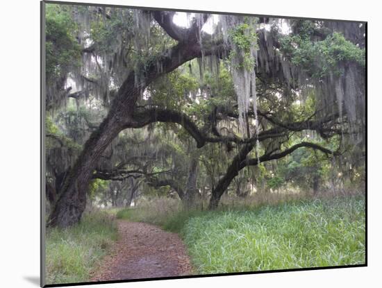 Morning Light Illuminating the Moss Covered Oak Trees in Florida-Sheila Haddad-Mounted Photographic Print