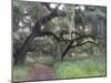 Morning Light Illuminating the Moss Covered Oak Trees in Florida-Sheila Haddad-Mounted Photographic Print