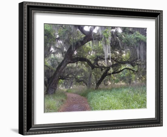 Morning Light Illuminating the Moss Covered Oak Trees in Florida-Sheila Haddad-Framed Photographic Print