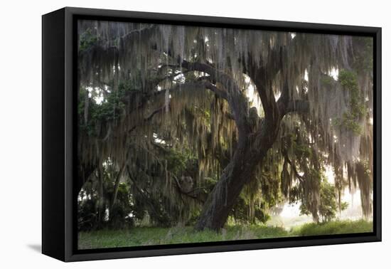 Morning Light Illuminating the Moss Covered Oak Trees in Florida-Sheila Haddad-Framed Premier Image Canvas