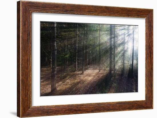 Morning Light in the Forest, Acadia, Maine-George Oze-Framed Photographic Print