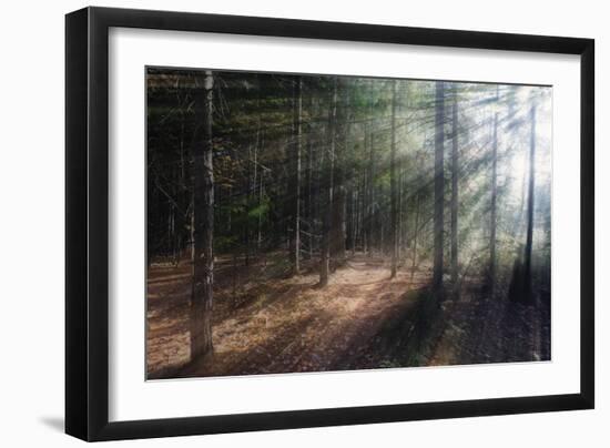 Morning Light in the Forest, Acadia, Maine-George Oze-Framed Photographic Print