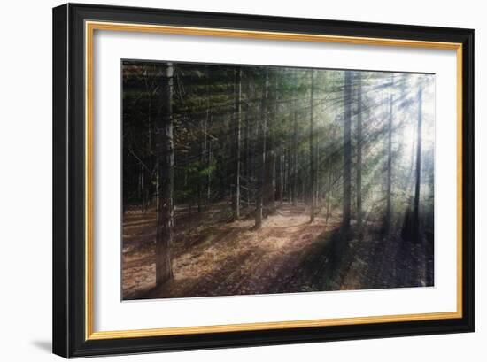 Morning Light in the Forest, Acadia, Maine-George Oze-Framed Photographic Print