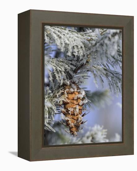 Morning Light on Balsam Fir Cone with Frost, Michigan, USA-Mark Carlson-Framed Premier Image Canvas