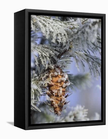 Morning Light on Balsam Fir Cone with Frost, Michigan, USA-Mark Carlson-Framed Premier Image Canvas
