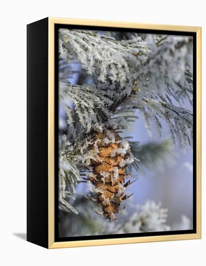 Morning Light on Balsam Fir Cone with Frost, Michigan, USA-Mark Carlson-Framed Premier Image Canvas