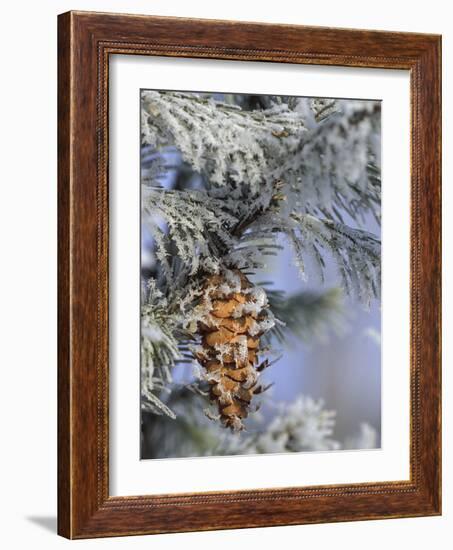 Morning Light on Balsam Fir Cone with Frost, Michigan, USA-Mark Carlson-Framed Photographic Print