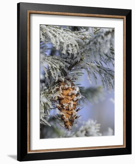 Morning Light on Balsam Fir Cone with Frost, Michigan, USA-Mark Carlson-Framed Photographic Print