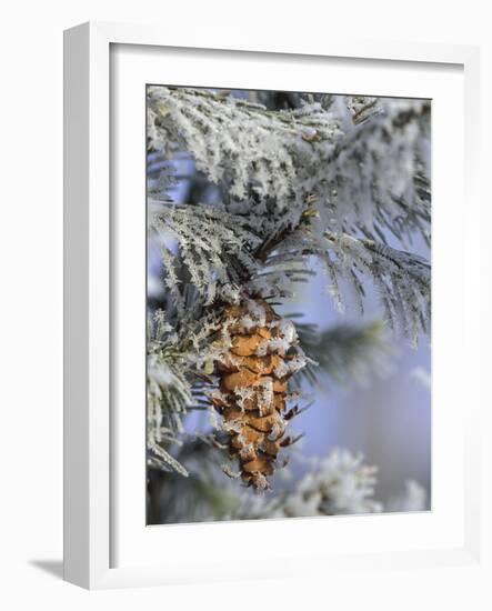 Morning Light on Balsam Fir Cone with Frost, Michigan, USA-Mark Carlson-Framed Photographic Print