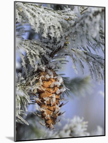 Morning Light on Balsam Fir Cone with Frost, Michigan, USA-Mark Carlson-Mounted Photographic Print