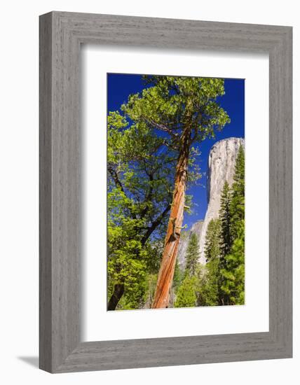 Morning Light on El Capitan, California, Usa-Russ Bishop-Framed Photographic Print