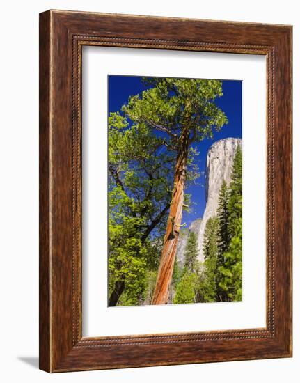 Morning Light on El Capitan, California, Usa-Russ Bishop-Framed Photographic Print