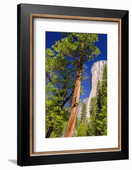 Morning Light on El Capitan, California, Usa-Russ Bishop-Framed Photographic Print