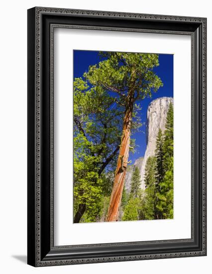 Morning Light on El Capitan, California, Usa-Russ Bishop-Framed Photographic Print