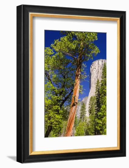 Morning Light on El Capitan, California, Usa-Russ Bishop-Framed Photographic Print