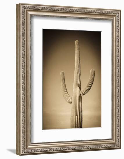 Morning Light on Saguaro Cactus under Gates Pass, Tucson Mountain Park, Arizona, Usa-Russ Bishop-Framed Photographic Print