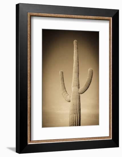 Morning Light on Saguaro Cactus under Gates Pass, Tucson Mountain Park, Arizona, Usa-Russ Bishop-Framed Photographic Print