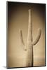 Morning Light on Saguaro Cactus under Gates Pass, Tucson Mountain Park, Arizona, Usa-Russ Bishop-Mounted Photographic Print