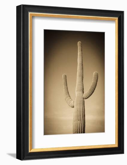 Morning Light on Saguaro Cactus under Gates Pass, Tucson Mountain Park, Arizona, Usa-Russ Bishop-Framed Photographic Print