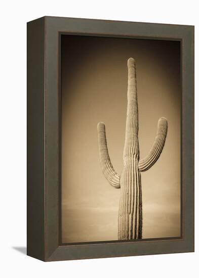 Morning Light on Saguaro Cactus under Gates Pass, Tucson Mountain Park, Arizona, Usa-Russ Bishop-Framed Premier Image Canvas