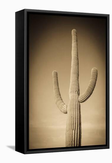 Morning Light on Saguaro Cactus under Gates Pass, Tucson Mountain Park, Arizona, Usa-Russ Bishop-Framed Premier Image Canvas