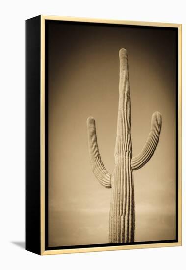 Morning Light on Saguaro Cactus under Gates Pass, Tucson Mountain Park, Arizona, Usa-Russ Bishop-Framed Premier Image Canvas